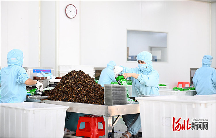 河北滄州:產(chǎn)業(yè)升級助力鄉(xiāng)村振興